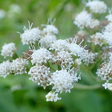 Ageratina havanensis unspecified picture