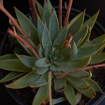 Echeveria subalpina unspecified picture