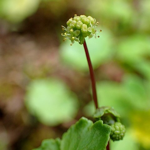 Hydrocotyle ramiflora unspecified picture