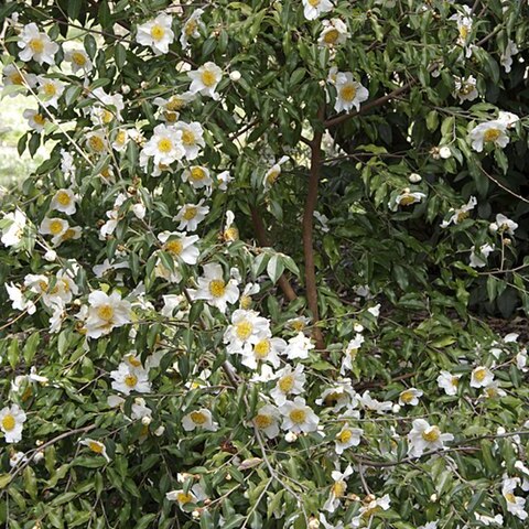 Camellia yunnanensis unspecified picture