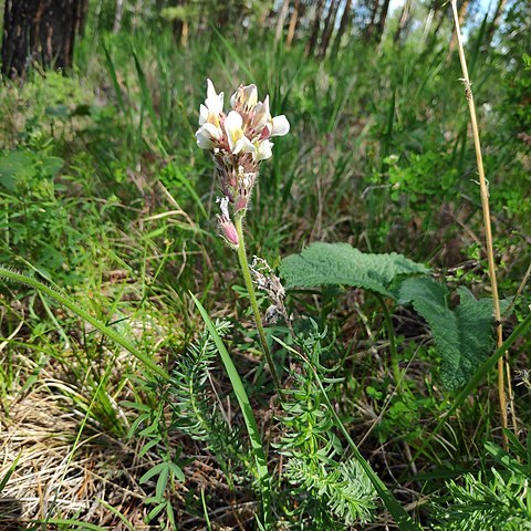 Oxytropis myriophylla unspecified picture