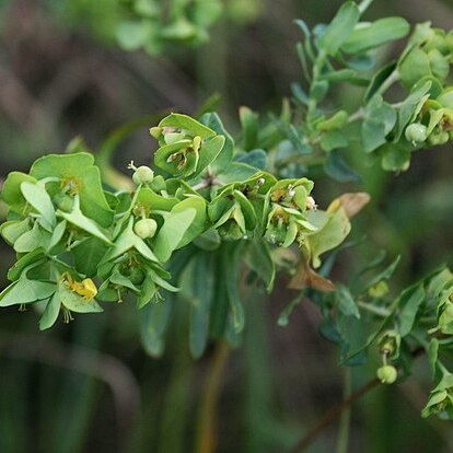 Euphorbia natalensis unspecified picture