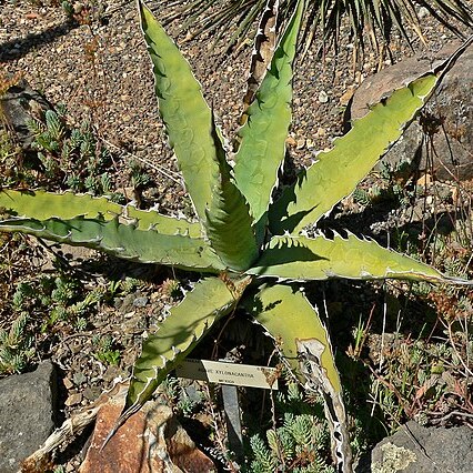 Agave xylonacantha unspecified picture