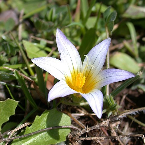 Romulea unspecified picture