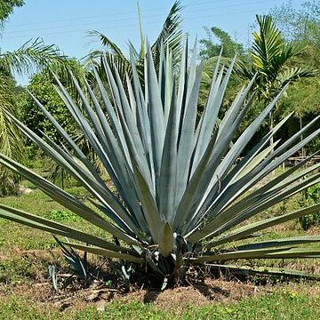 Agave tequilana unspecified picture