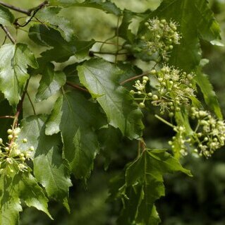 Acer tataricum subsp. aidzuense unspecified picture