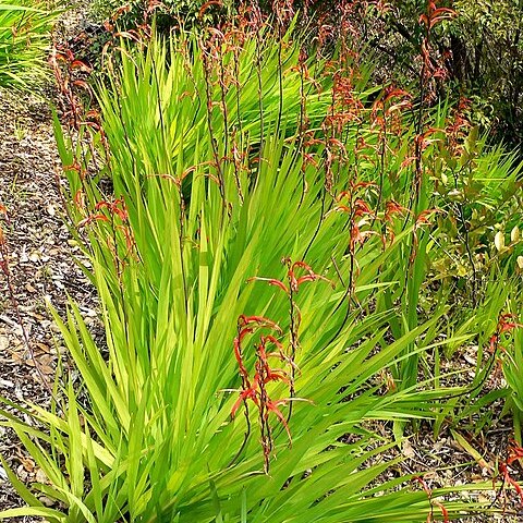 Chasmanthe floribunda unspecified picture