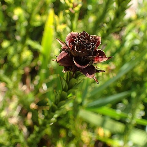 Leucadendron stellare unspecified picture