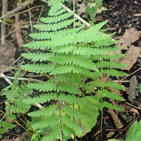 Thelypteris confluens unspecified picture