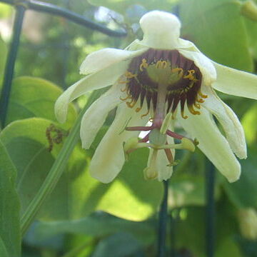 Passiflora yucatanensis unspecified picture