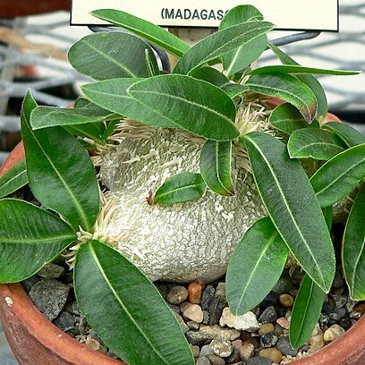 Pachypodium brevicaule unspecified picture