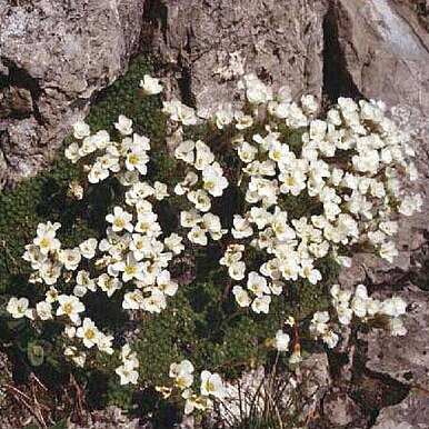 Saxifraga tombeanensis unspecified picture