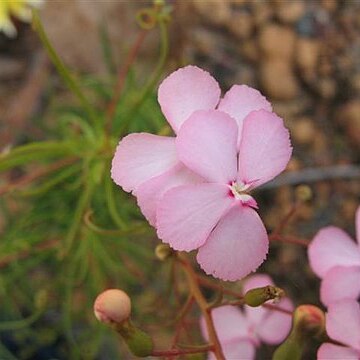 Stylidium scandens unspecified picture