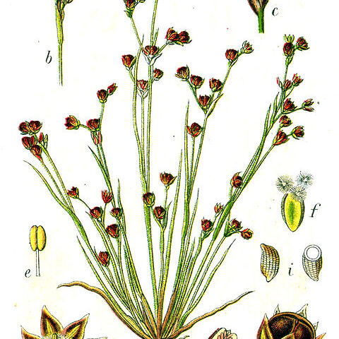 Juncus tenageia unspecified picture