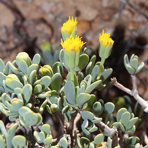 Othonna arbuscula unspecified picture