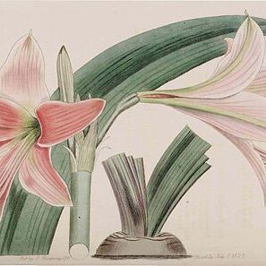 Hippeastrum stylosum unspecified picture