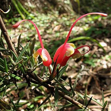 Grevillea newbeyi unspecified picture