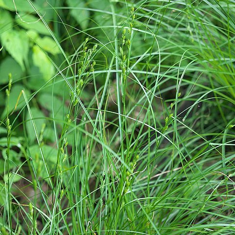 Carex rochebrunii unspecified picture