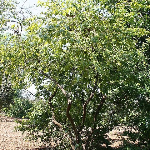 Diospyros subrhomboidea unspecified picture