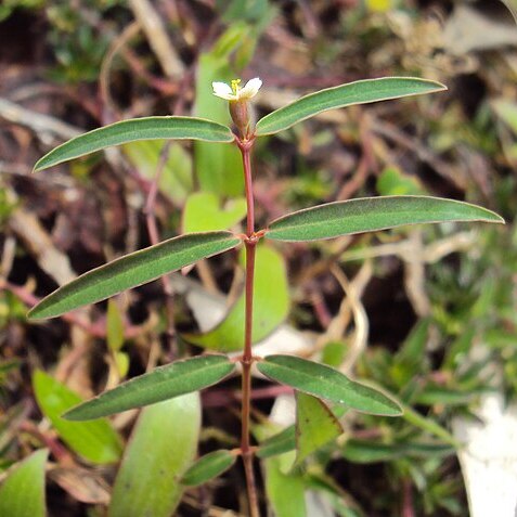 Euphorbia deccanensis unspecified picture