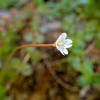 Epilobium brunnescens unspecified picture