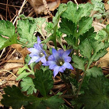 Gentiana squarrosa unspecified picture