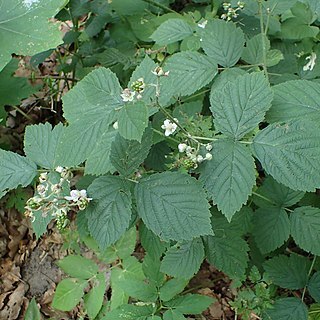 Rubus camptostachys unspecified picture