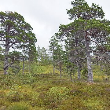 Pinus unspecified picture