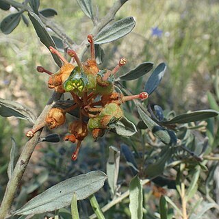 Grevillea floribunda unspecified picture