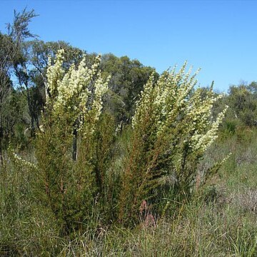 Grevillea curviloba unspecified picture