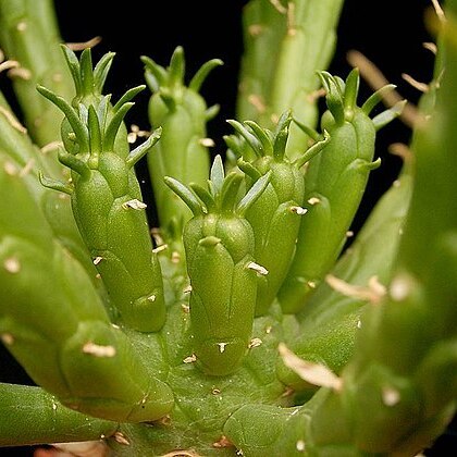 Euphorbia superans unspecified picture