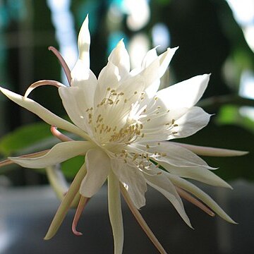 Epiphyllum pumilum unspecified picture