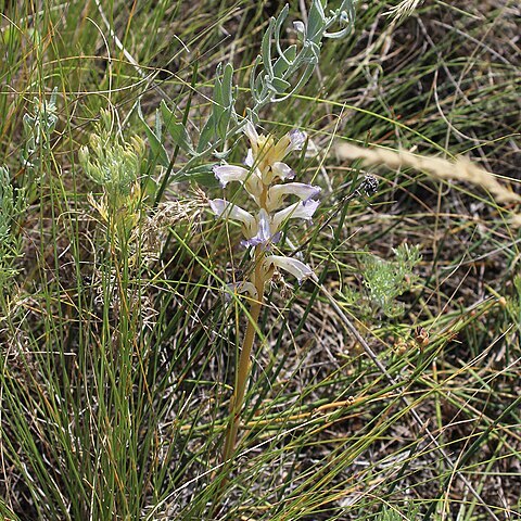 Orobanche cumana unspecified picture