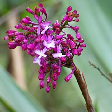 Epidendrum laeve unspecified picture