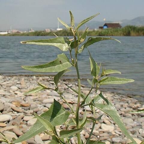 Atriplex aucheri unspecified picture