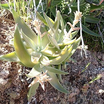 Dudleya saxosa subsp. collomiae unspecified picture