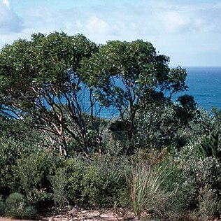 Eucalyptus burdettiana unspecified picture