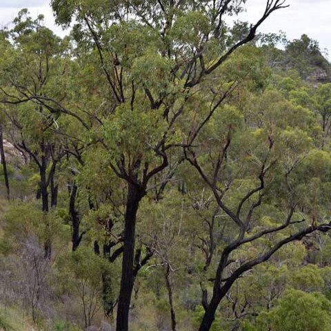 Eucalyptus beaniana unspecified picture