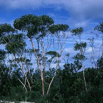 Eucalyptus decurva unspecified picture