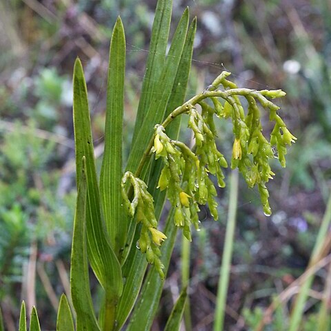 Epidendrum frutex unspecified picture