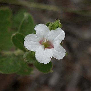 Ruellia nitens unspecified picture