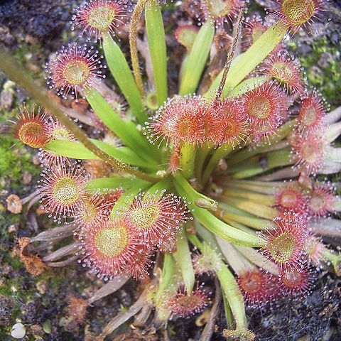 Drosera kenneallyi unspecified picture