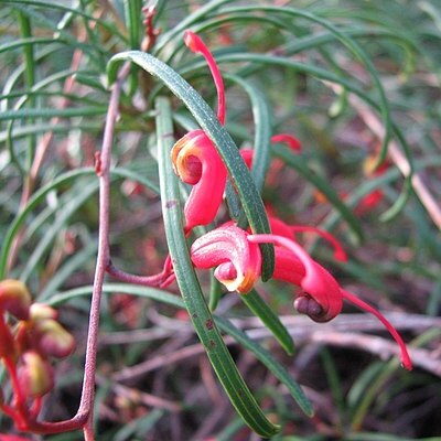 Grevillea nudiflora unspecified picture