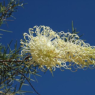 Grevillea annulifera unspecified picture