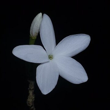 Coffea benghalensis unspecified picture