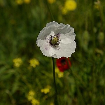 Papaver albiflorum unspecified picture