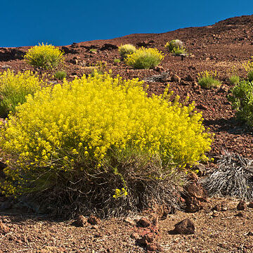 Descurainia bourgaeana unspecified picture