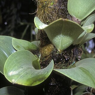 Bulbophyllum beccarii unspecified picture