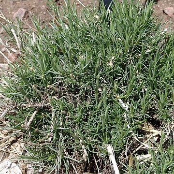 Chrysothamnus greenei unspecified picture