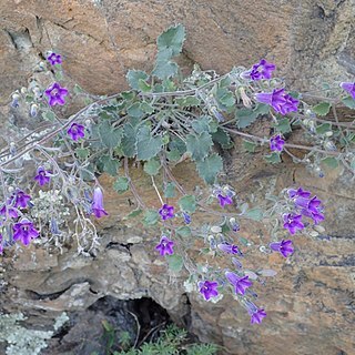 Campanula bayerniana unspecified picture